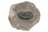 Coltraneia Trilobite Fossil - Huge Faceted Eyes #216506-1